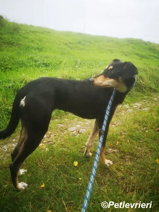 Christine adozione levrieri greyhound 1