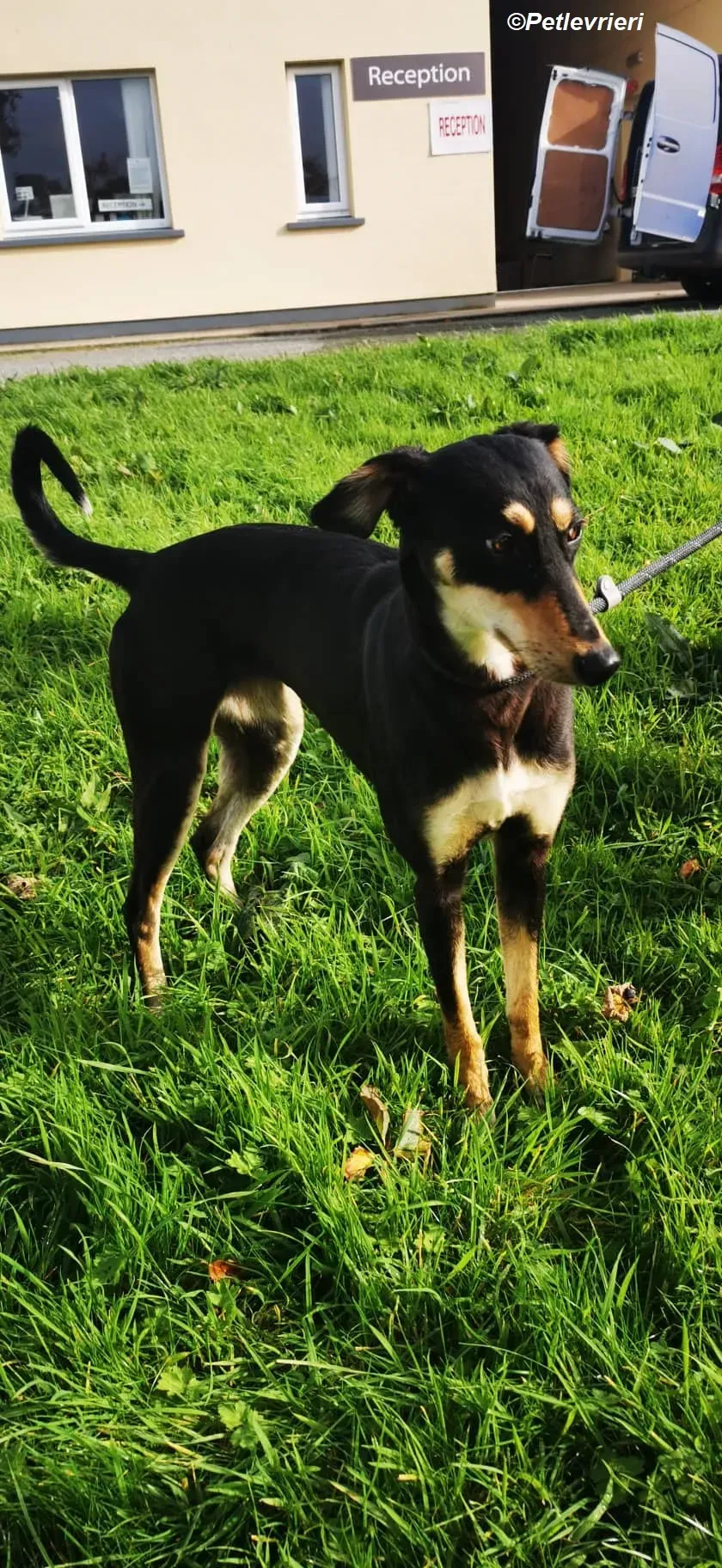 Christine adozione levrieri greyhound 10