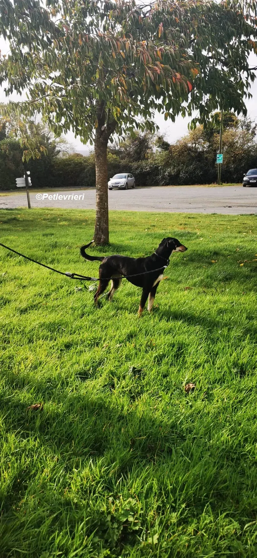 Christine adozione levrieri greyhound 11