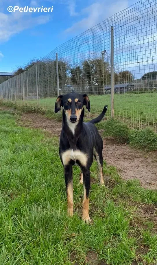 Christine adozione levrieri greyhound 12