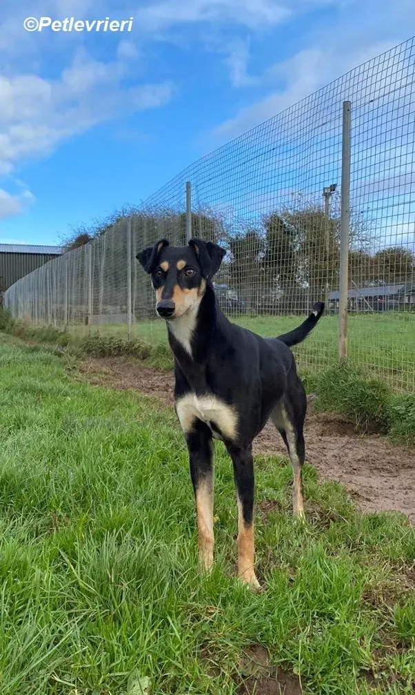 Christine adozione levrieri greyhound 13