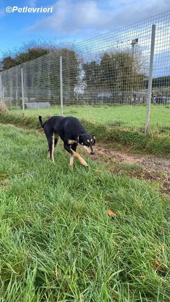 Christine adozione levrieri greyhound 14