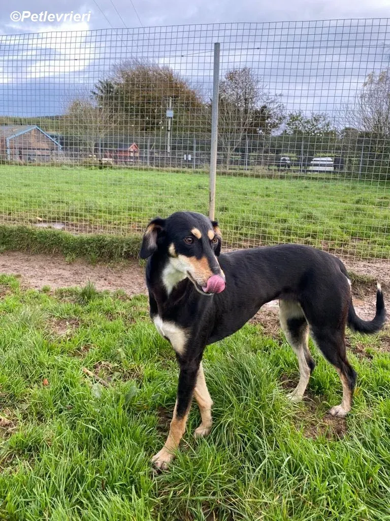 Christine adozione levrieri greyhound 15