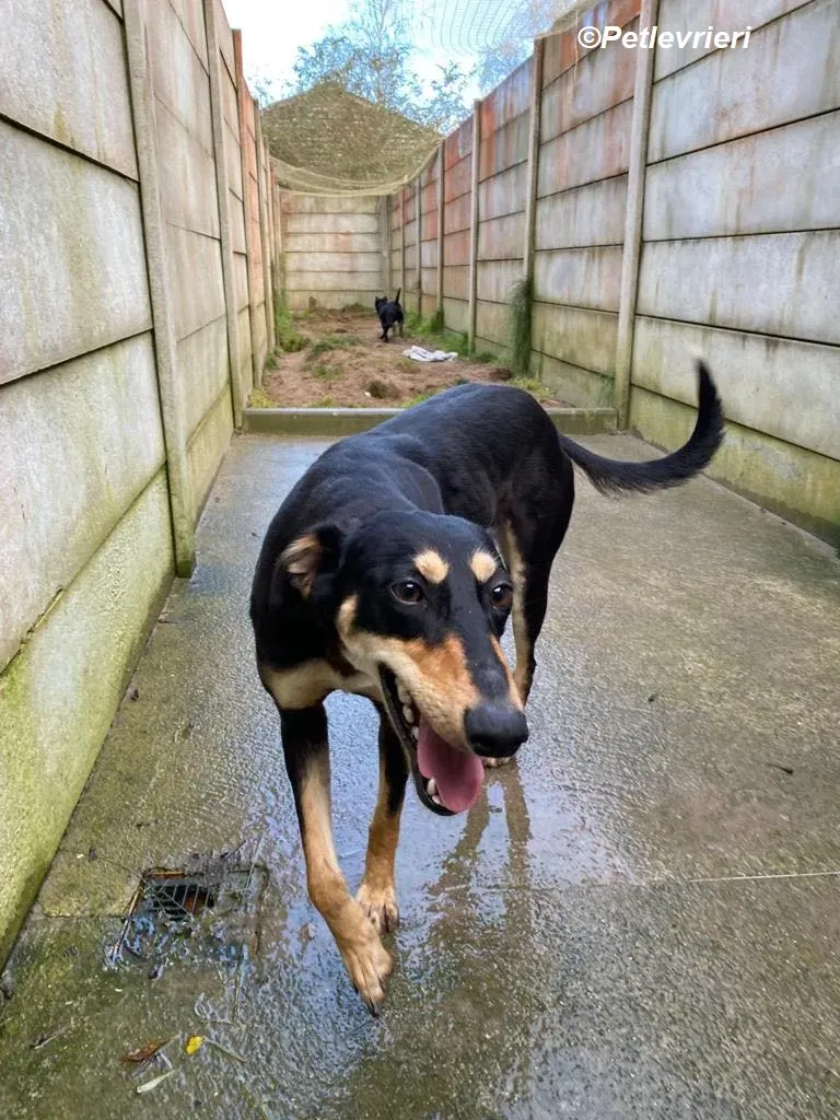 Christine adozione levrieri greyhound 16