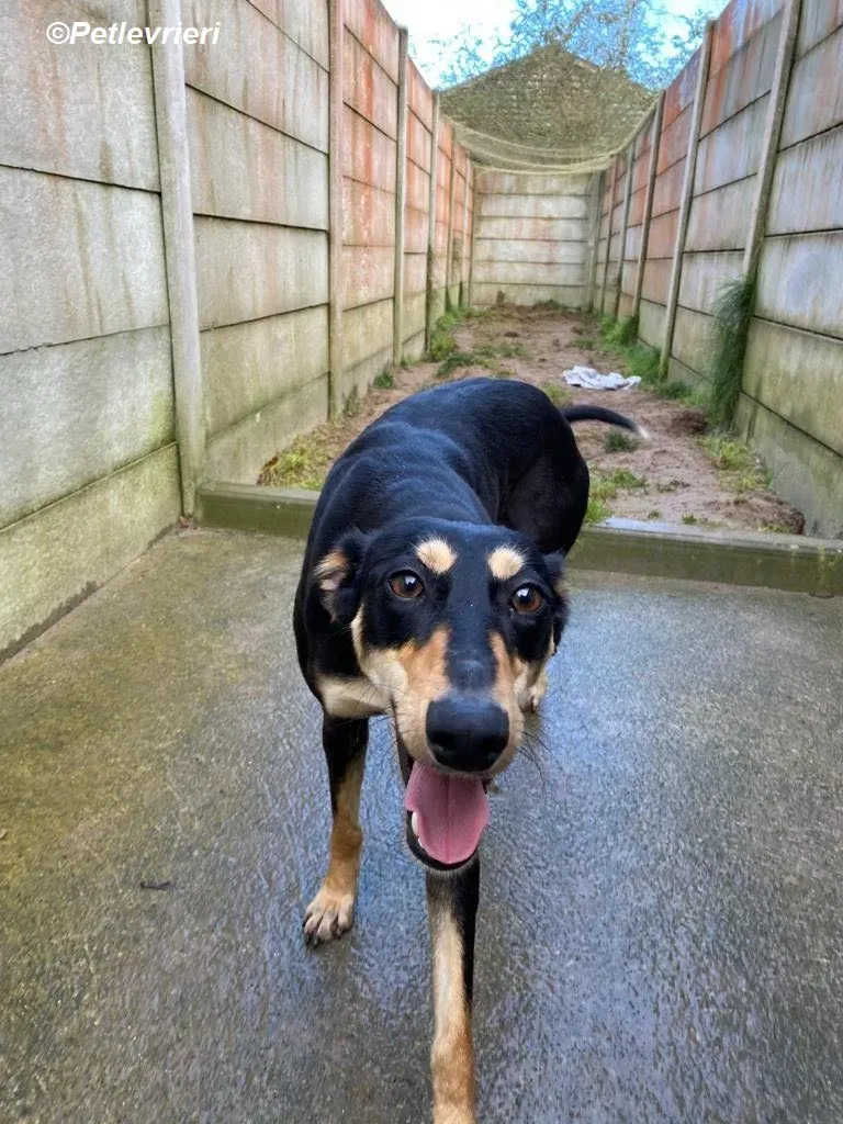 Christine adozione levrieri greyhound 17