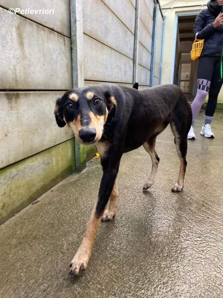 Christine adozione levrieri greyhound 18