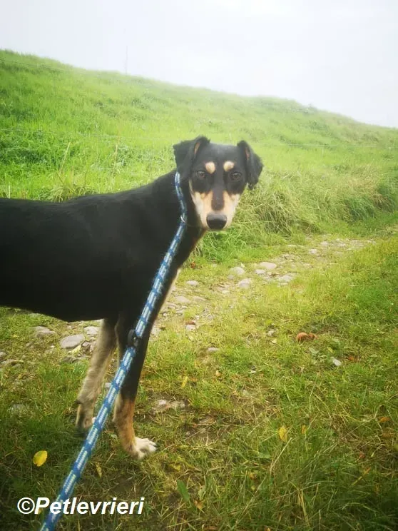 Christine adozione levrieri greyhound 2