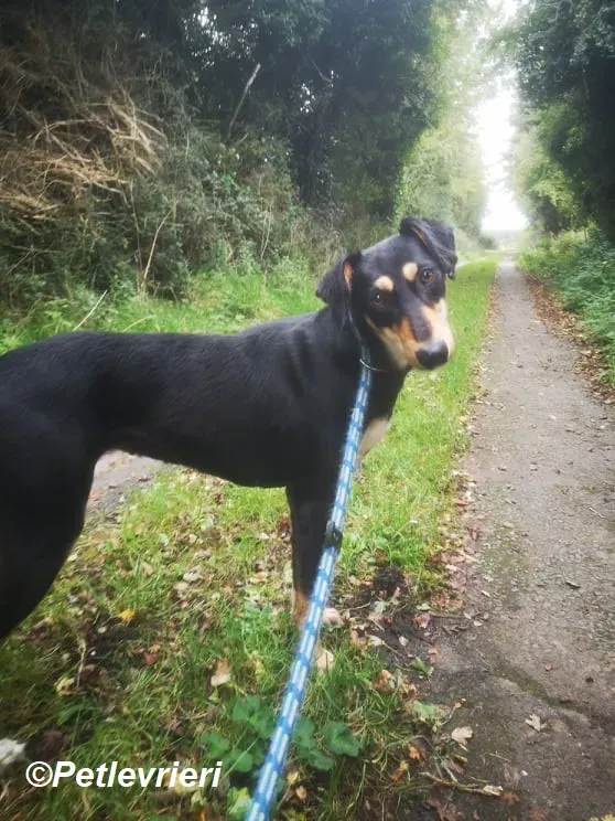 Christine adozione levrieri greyhound 3