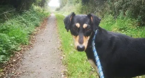 Christine adozione levrieri greyhound 4 e1665569982446