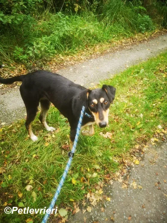 Christine adozione levrieri greyhound 5