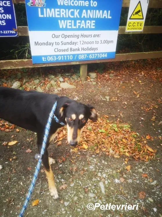 Christine adozione levrieri greyhound 6