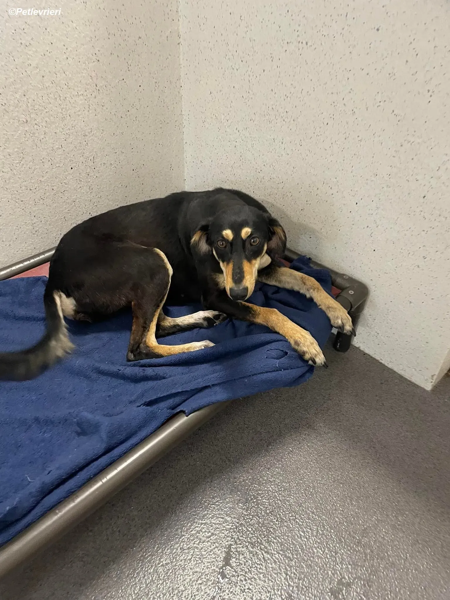 Christine adozione levrieri greyhound 7