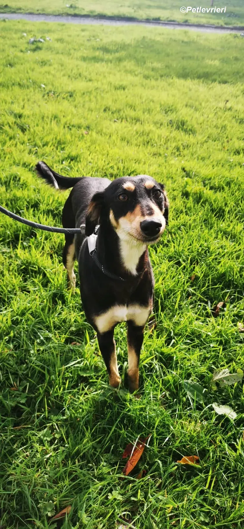 Christine adozione levrieri greyhound 8