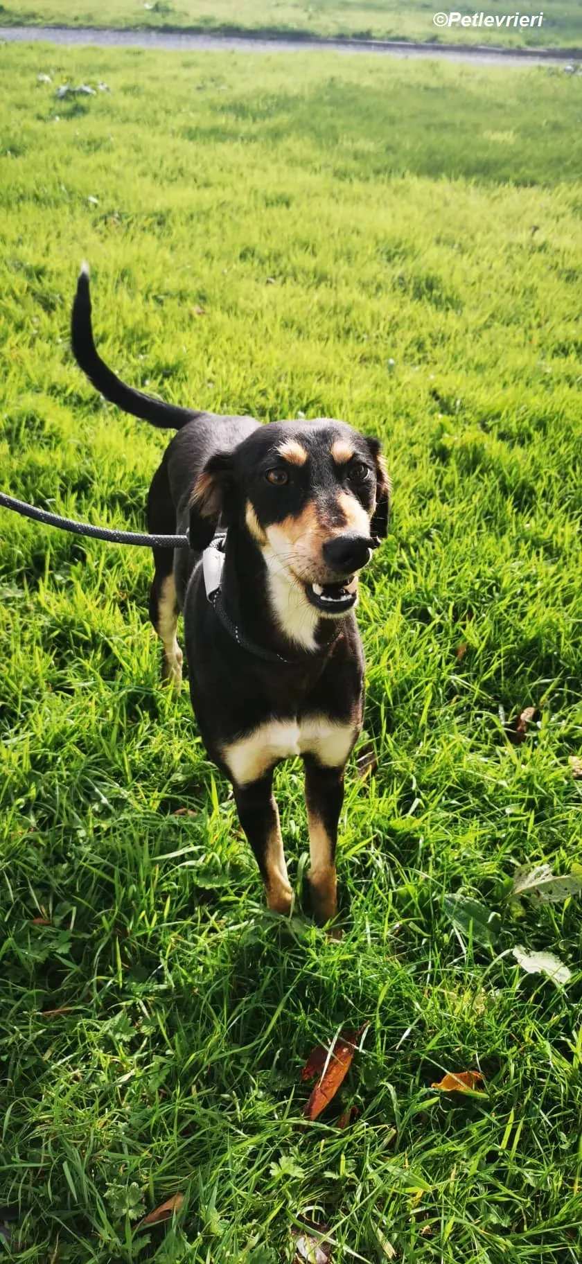 Christine adozione levrieri greyhound 9