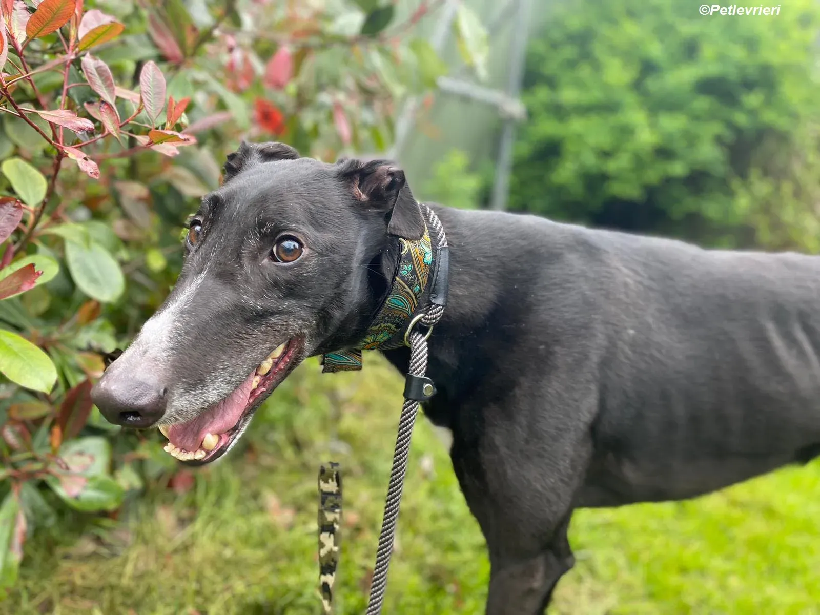 Christopher adozione levrieri greyhound 1