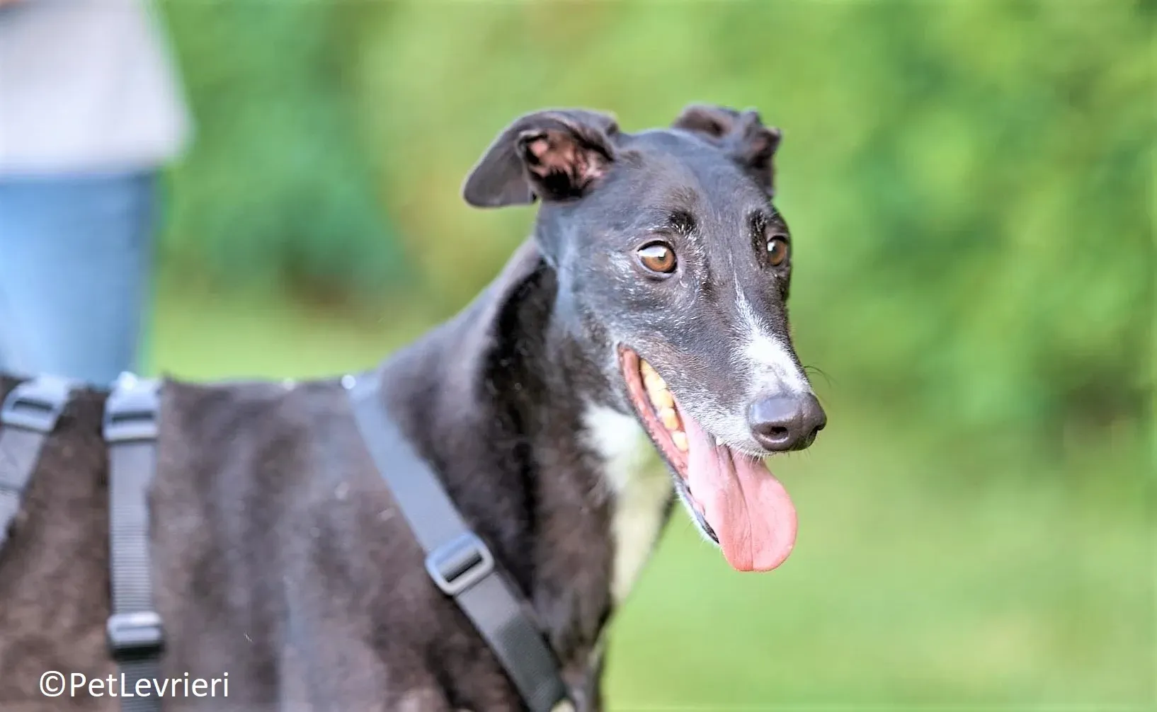 Christopher adozione levrieri greyhound 10 2