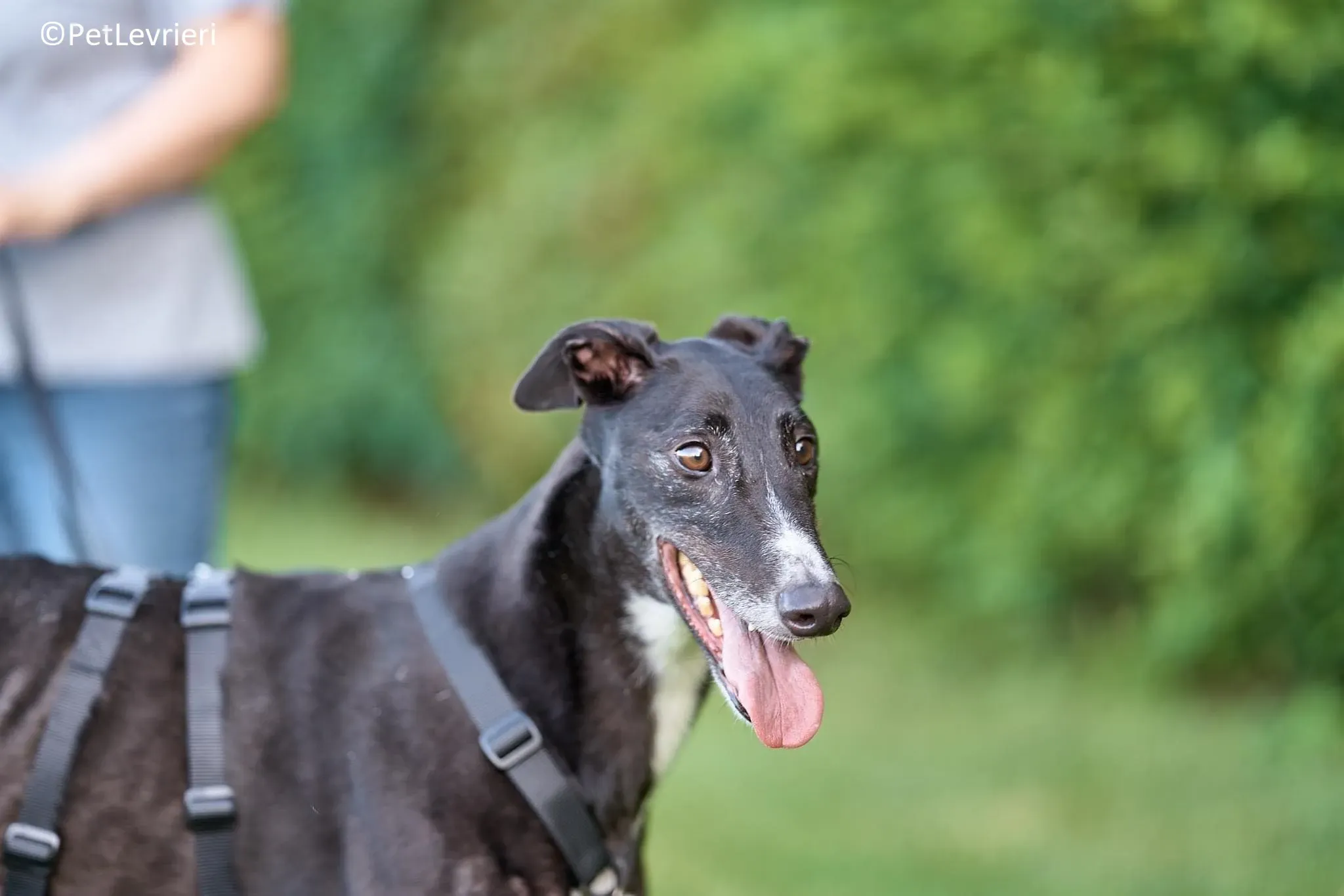 Christopher adozione levrieri greyhound 10