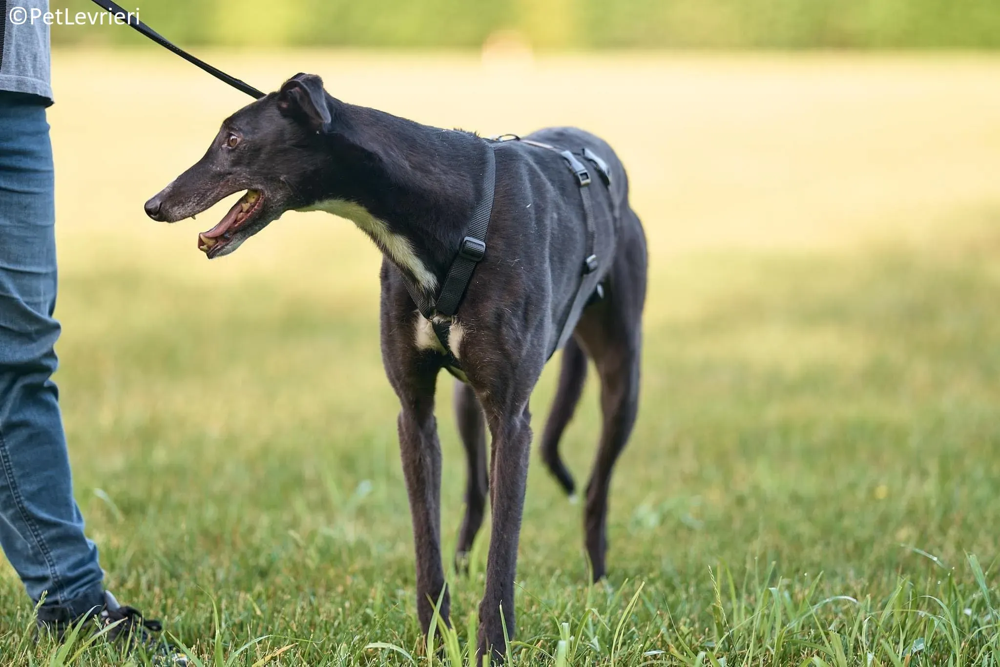 Christopher adozione levrieri greyhound 11