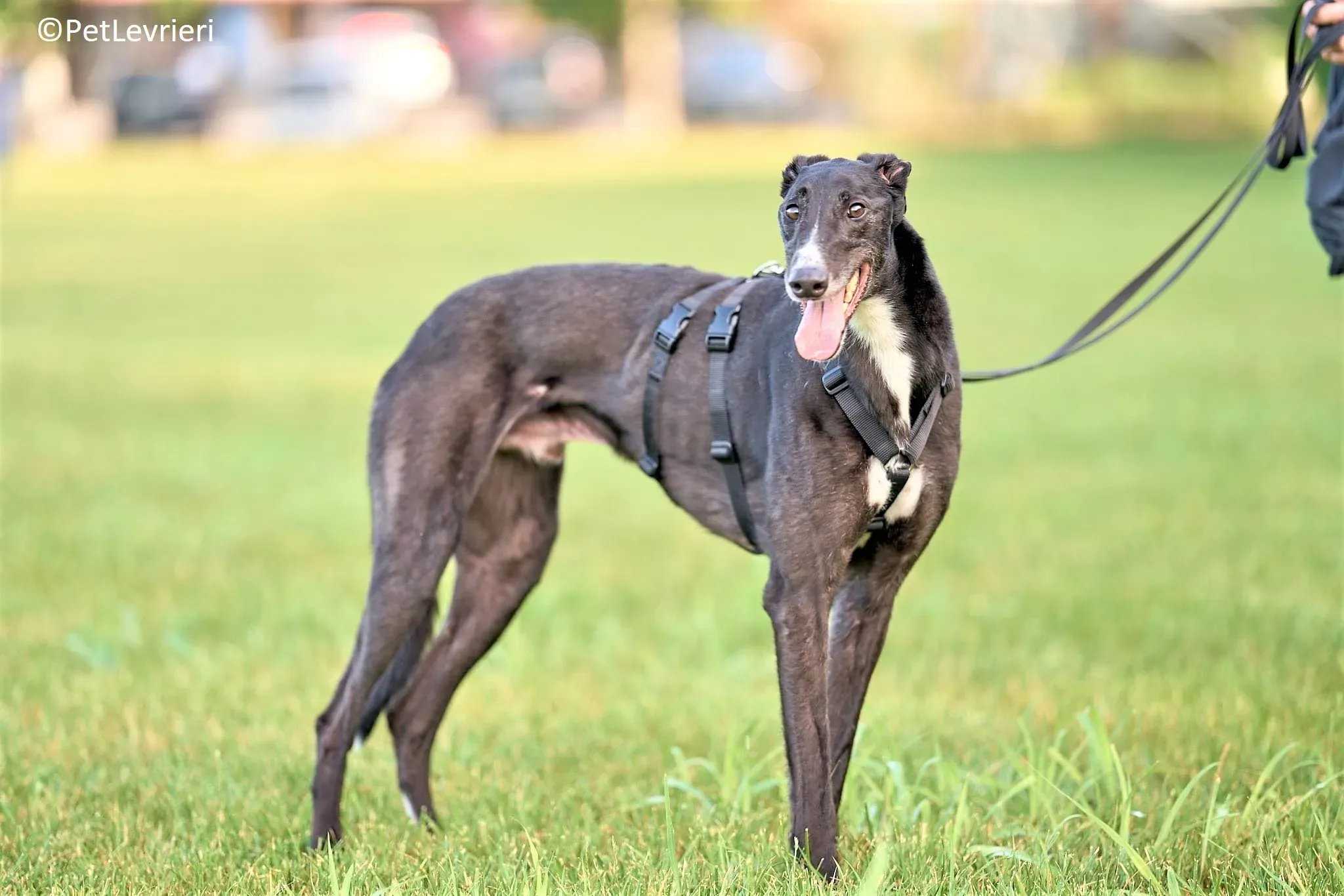 Christopher adozione levrieri greyhound 12 2