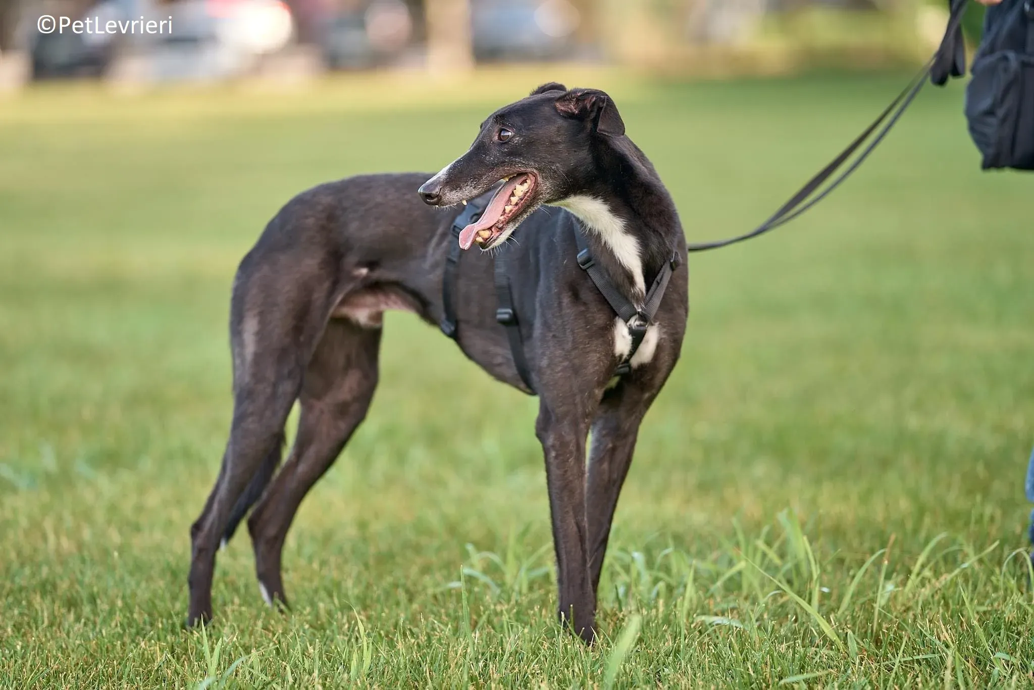 Christopher adozione levrieri greyhound 13