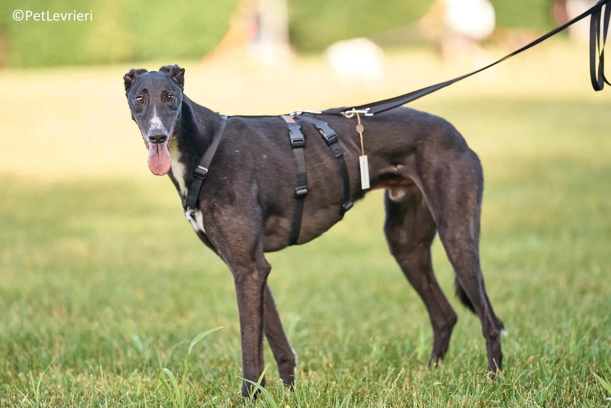 Christopher adozione levrieri greyhound 14