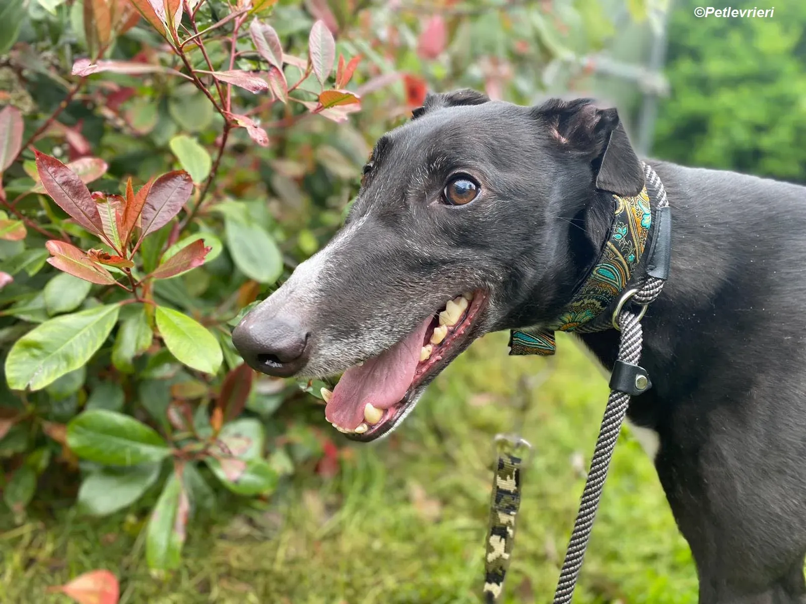 Christopher adozione levrieri greyhound 2