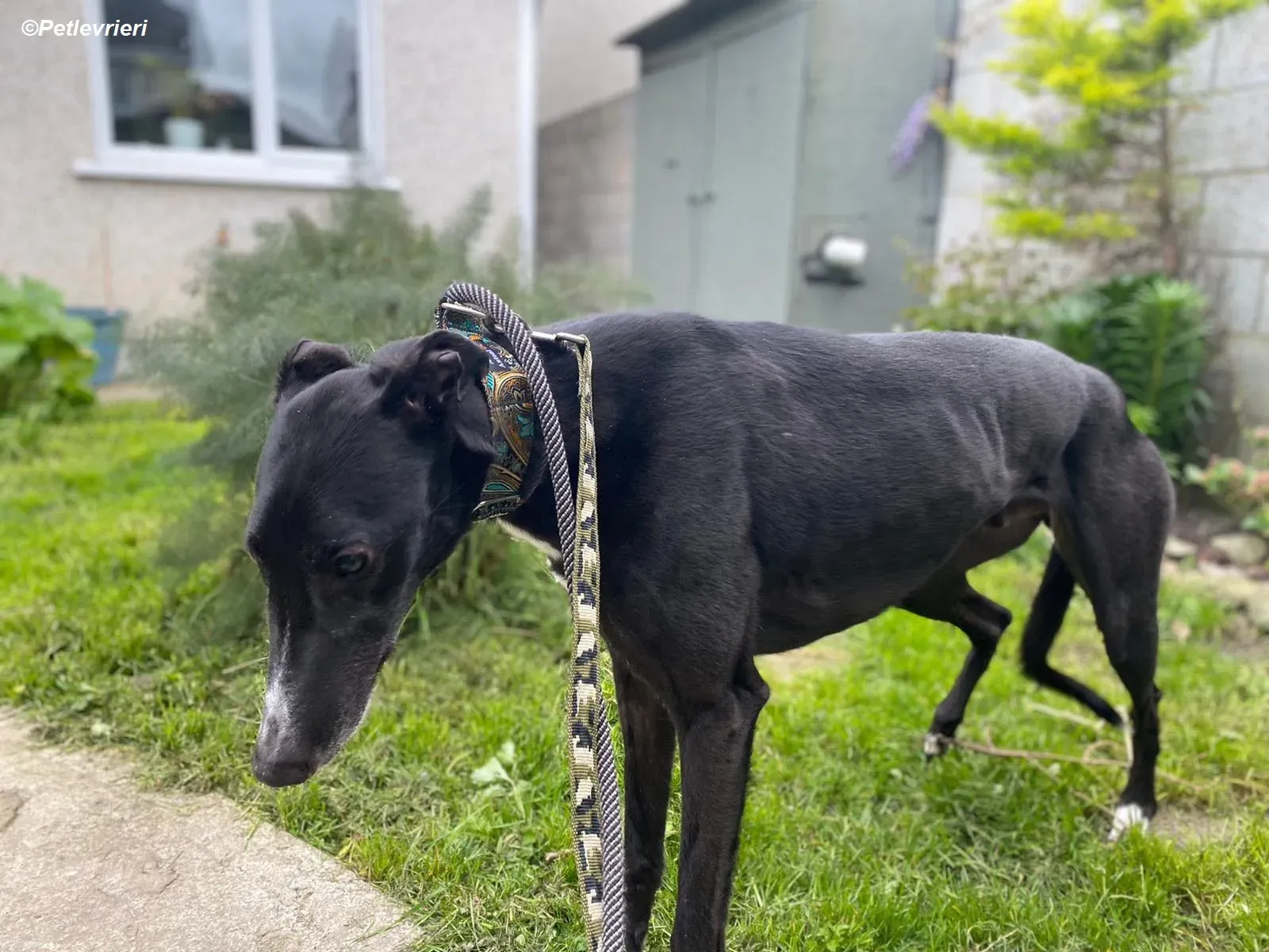 Christopher adozione levrieri greyhound 3