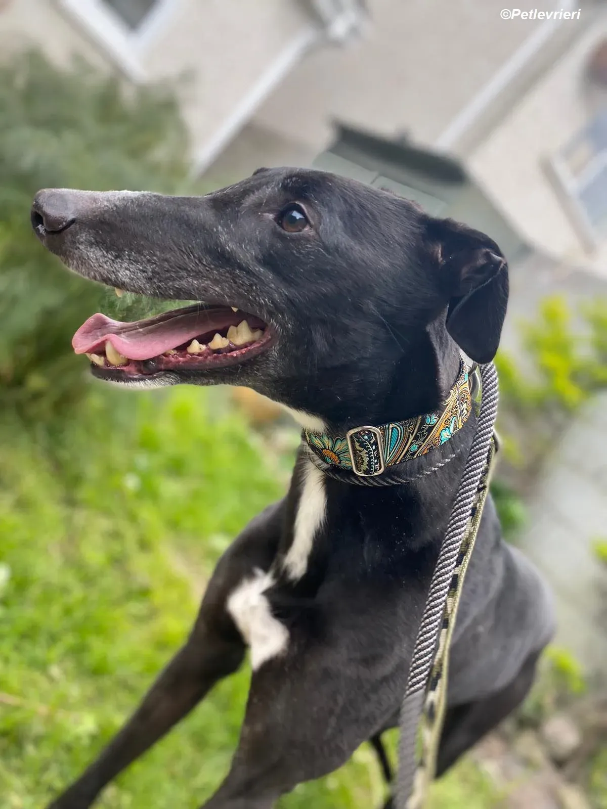 Christopher adozione levrieri greyhound 4