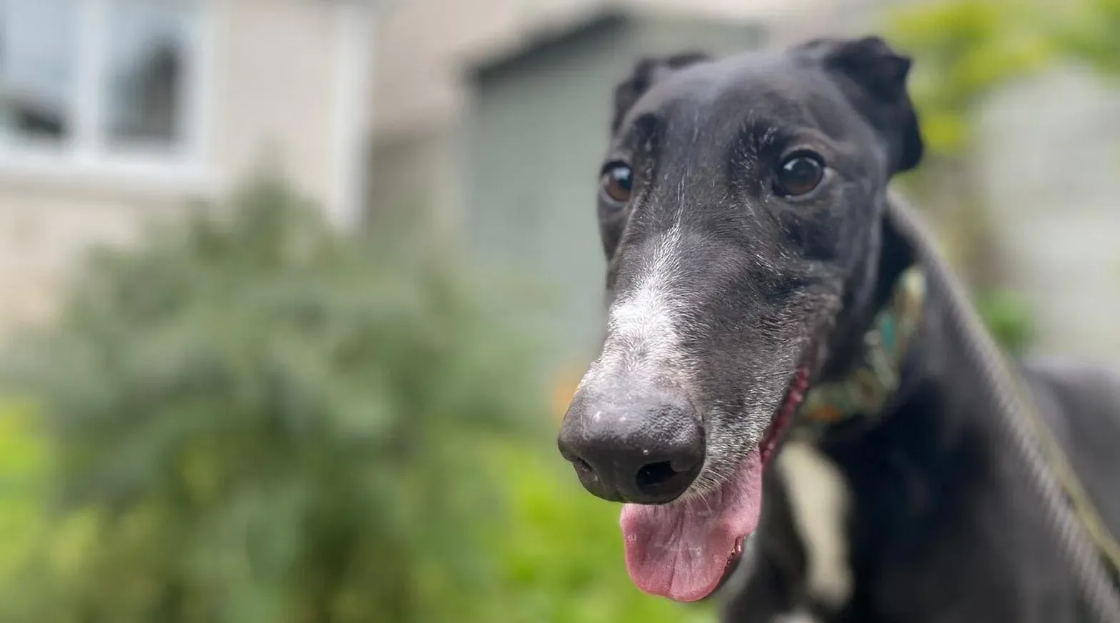 Christopher adozione levrieri greyhound 5 e1651731842857