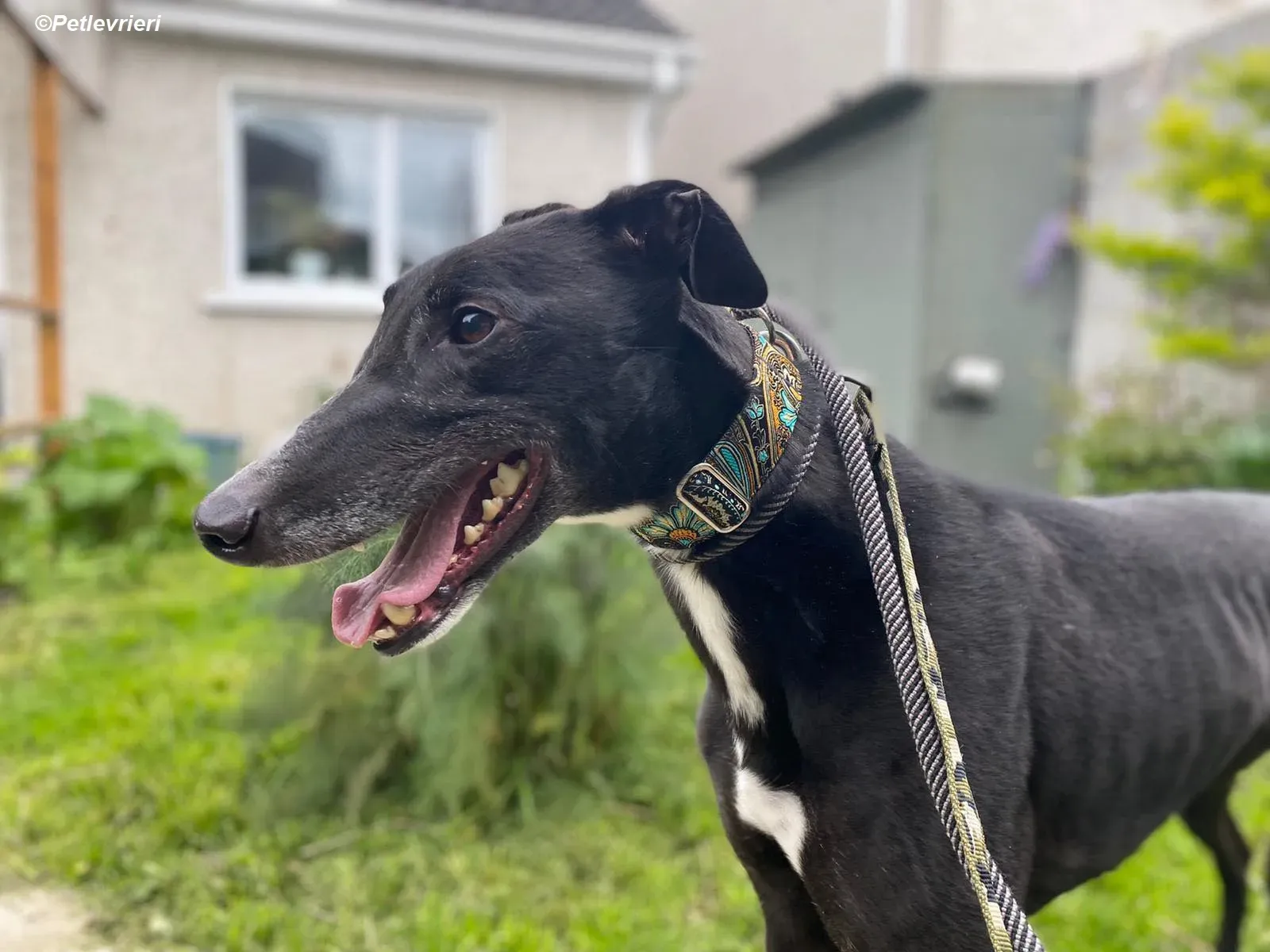 Christopher adozione levrieri greyhound 6