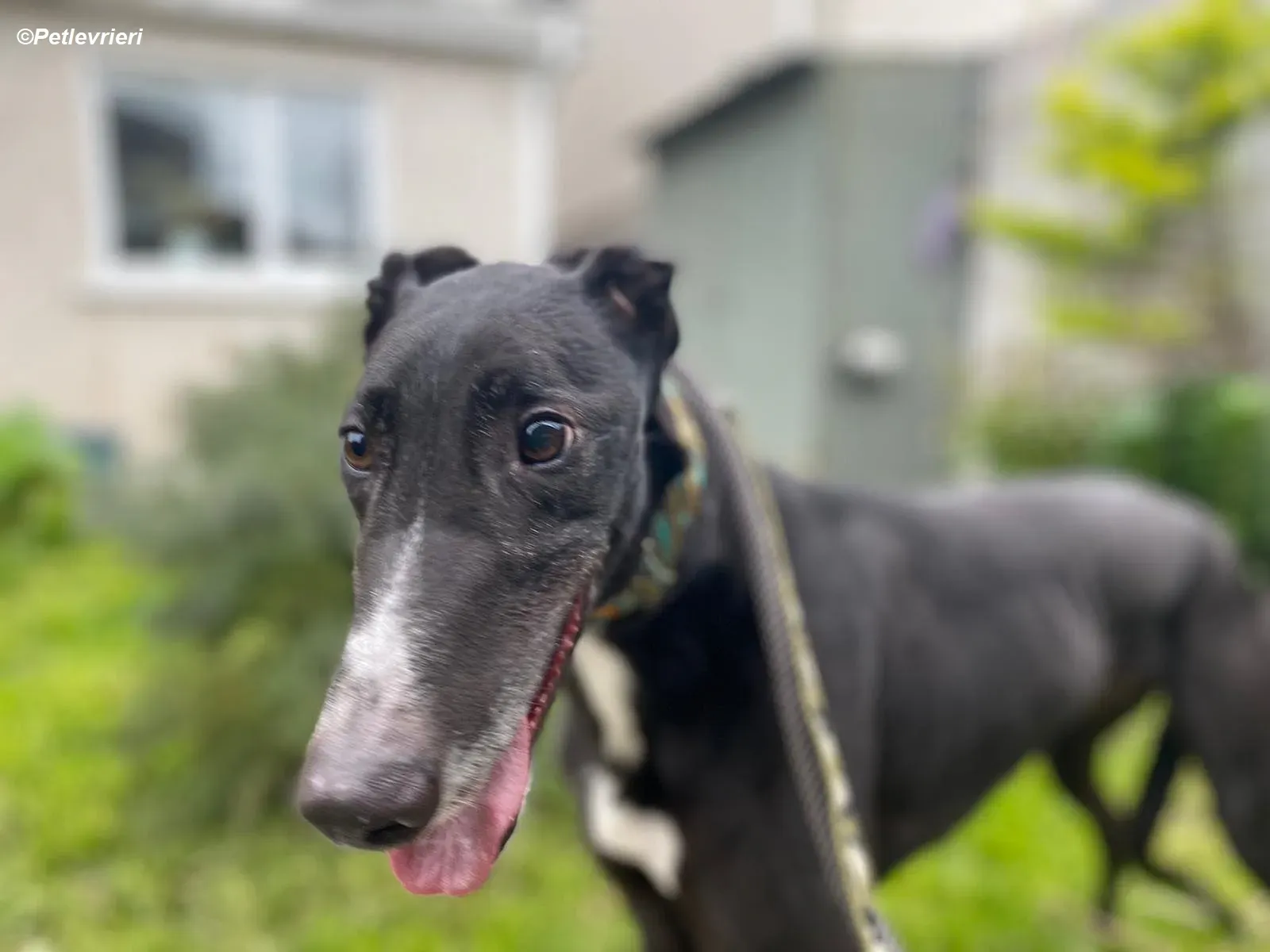 Christopher adozione levrieri greyhound 7