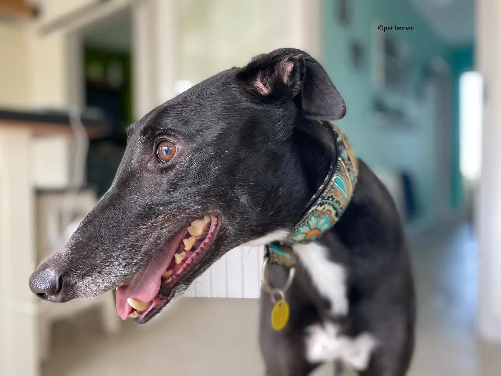 Christopher adozione levrieri greyhound1