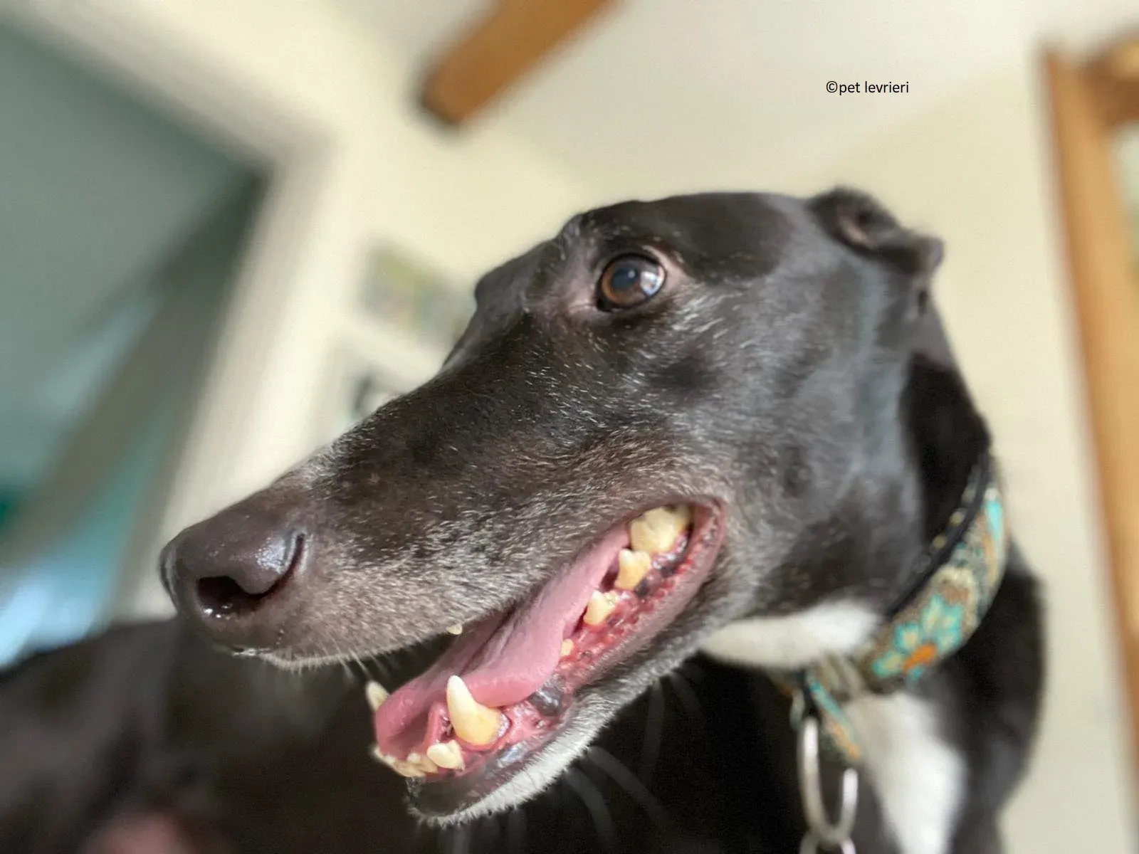 Christopher adozione levrieri greyhound2