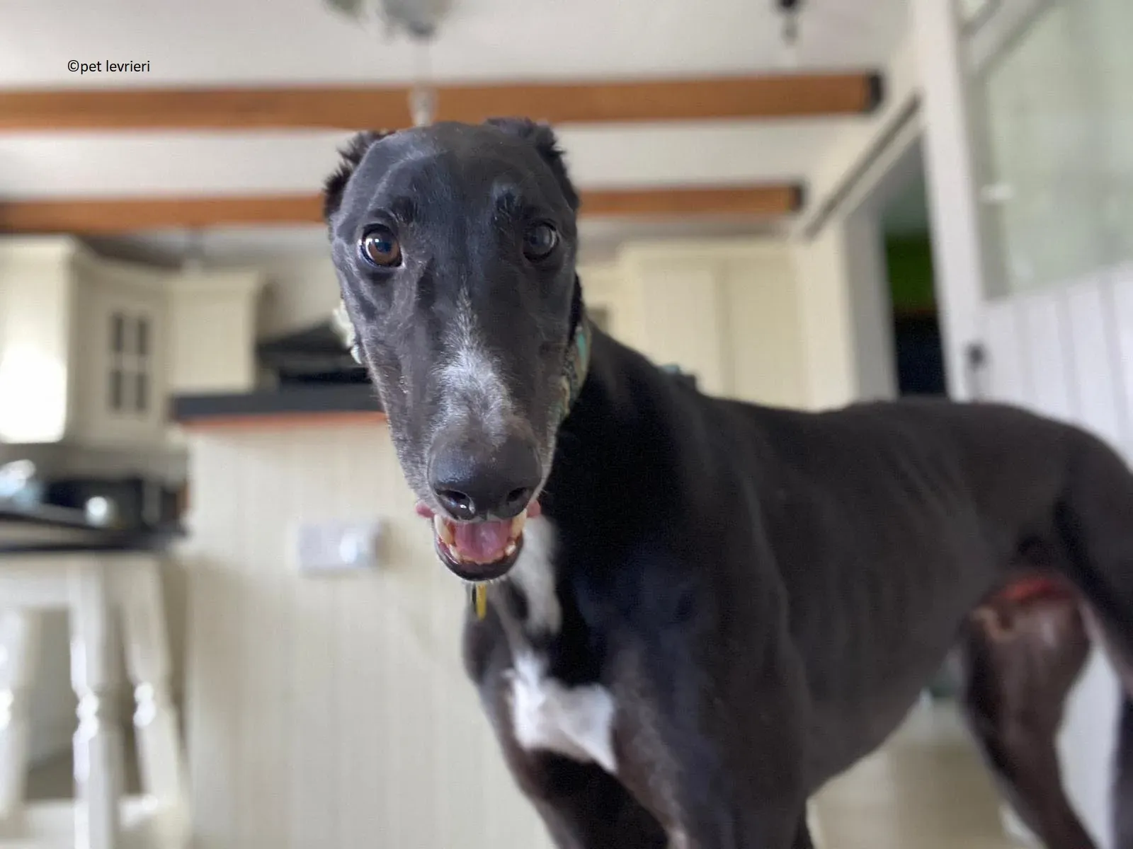 Christopher adozione levrieri greyhound3