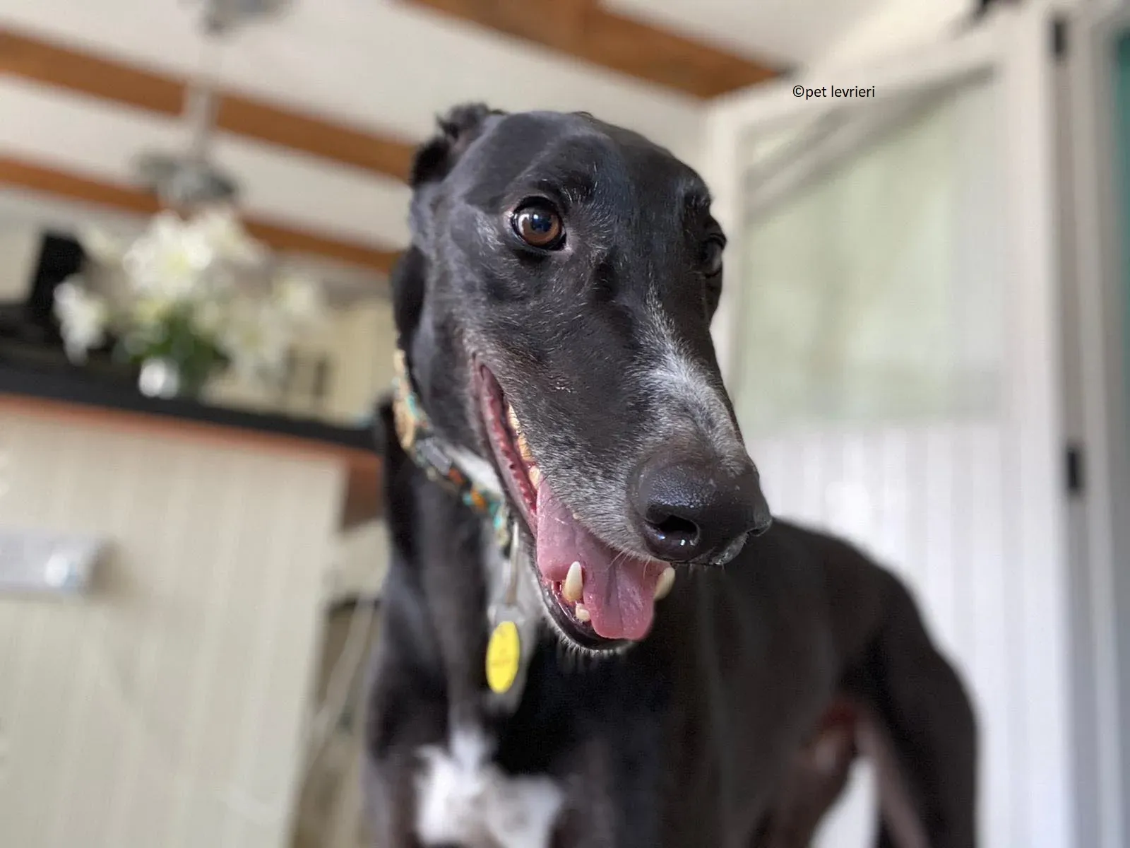 Christopher adozione levrieri greyhound4