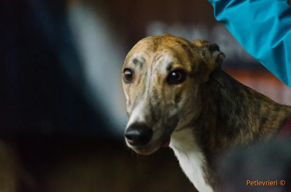 Chubbs Greyhound adozionelevrieri petlevrieri foster 000 1