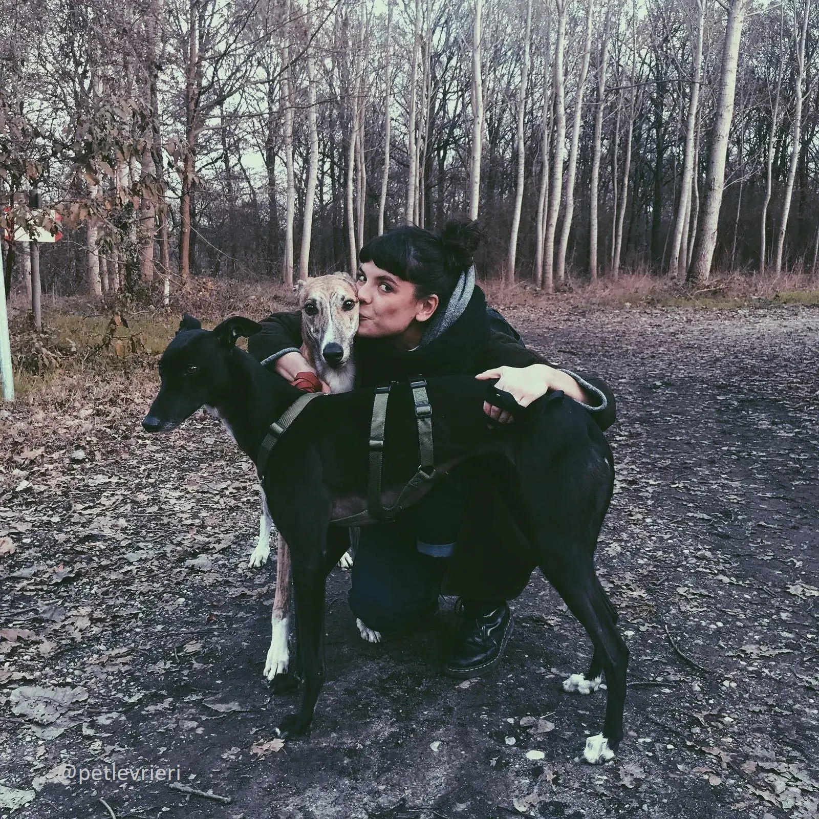 Chubbs Greyhound adozionelevrieri petlevrieri foster 000 10