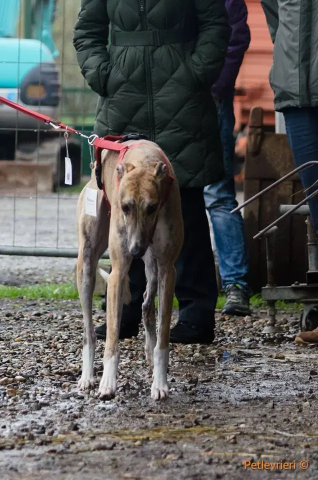 Chubbs Greyhound adozionelevrieri petlevrieri foster 000 11
