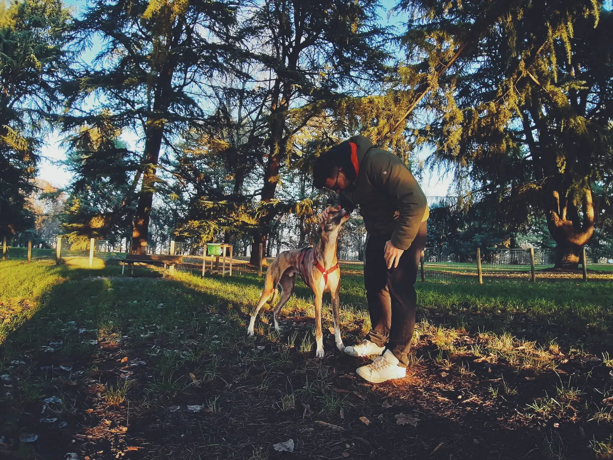 Chubbs Greyhound adozionelevrieri petlevrieri foster 000 2