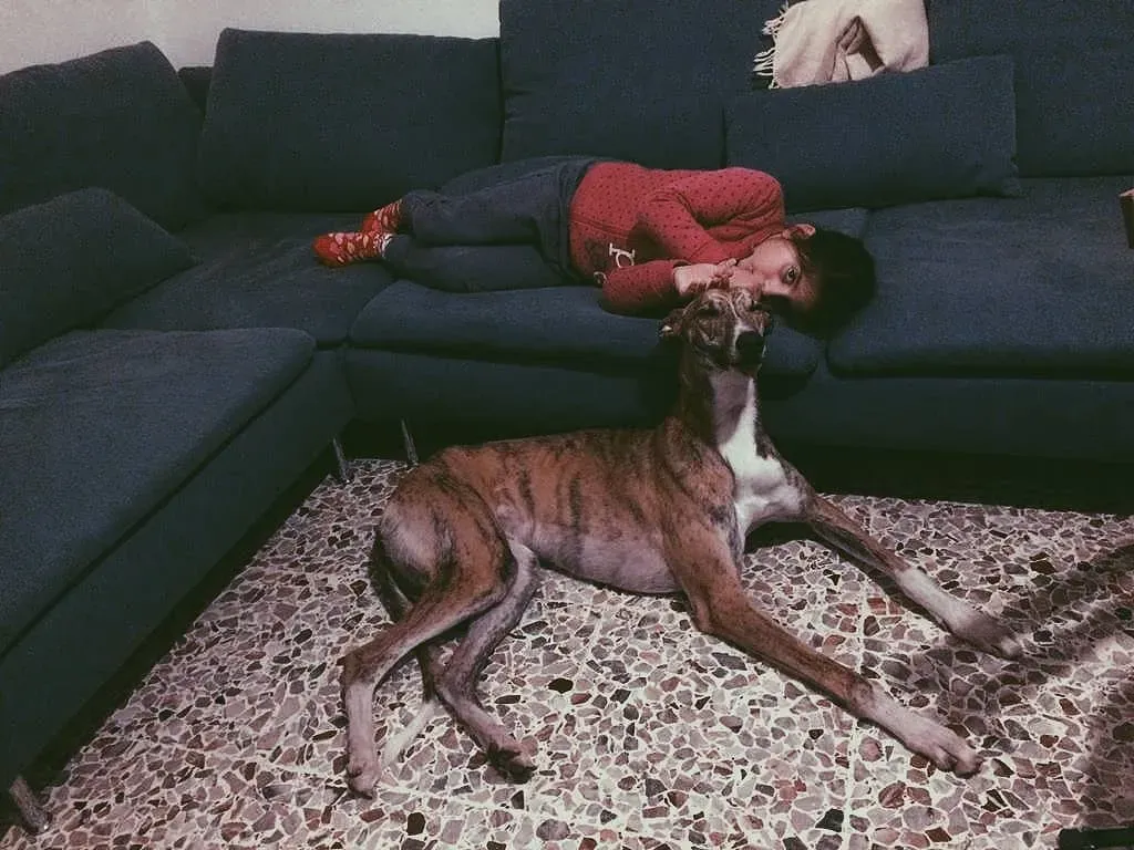 Chubbs Greyhound adozionelevrieri petlevrieri foster 000 3