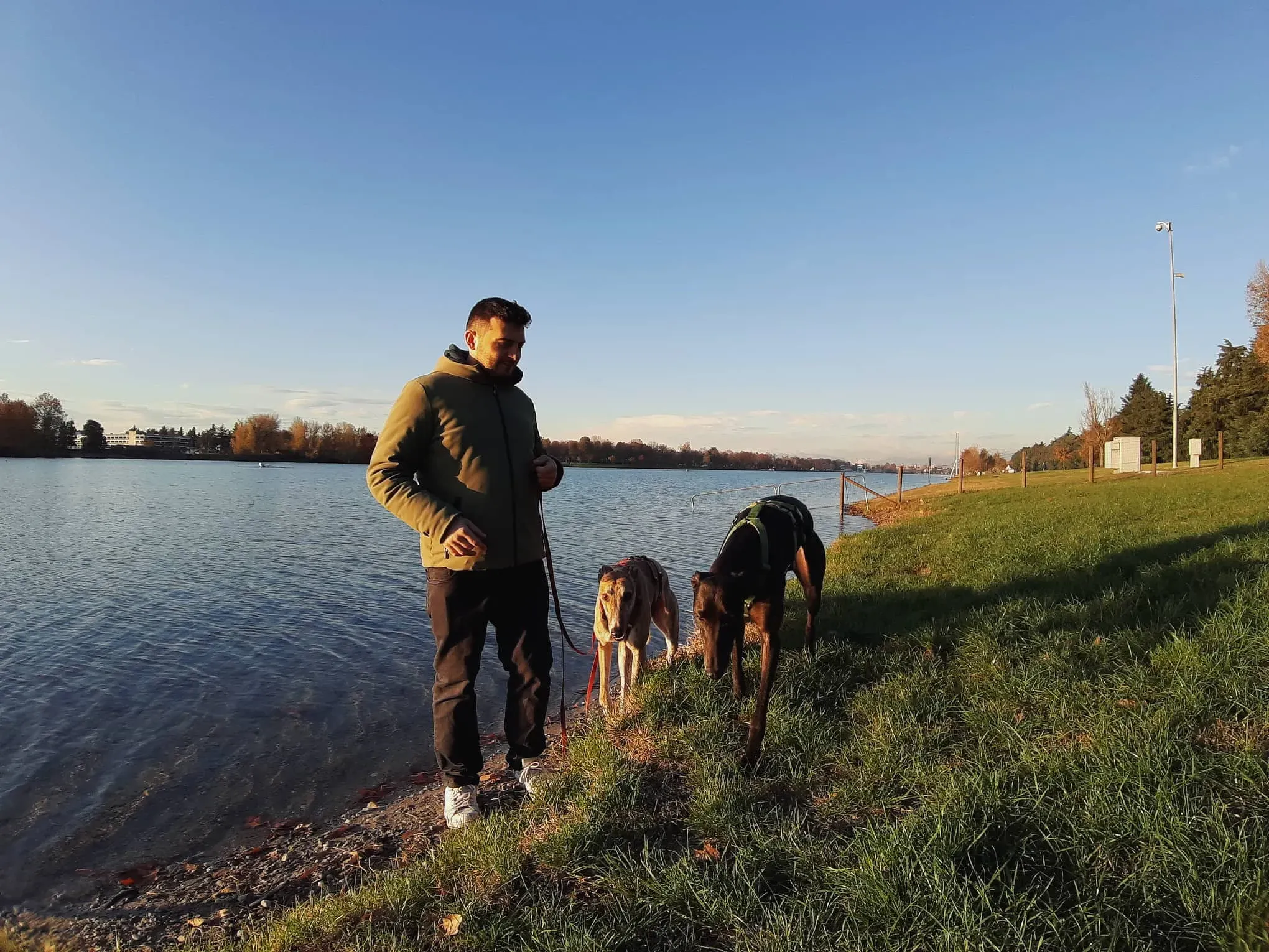 Chubbs Greyhound adozionelevrieri petlevrieri foster 000 4