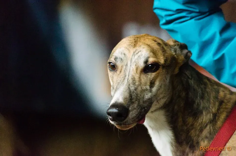 Chubbs Greyhound adozionelevrieri petlevrieri foster 000 5