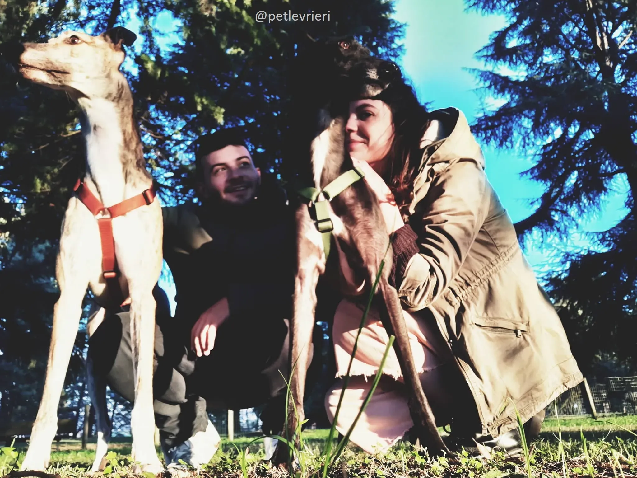 Chubbs Greyhound adozionelevrieri petlevrieri foster 000 6