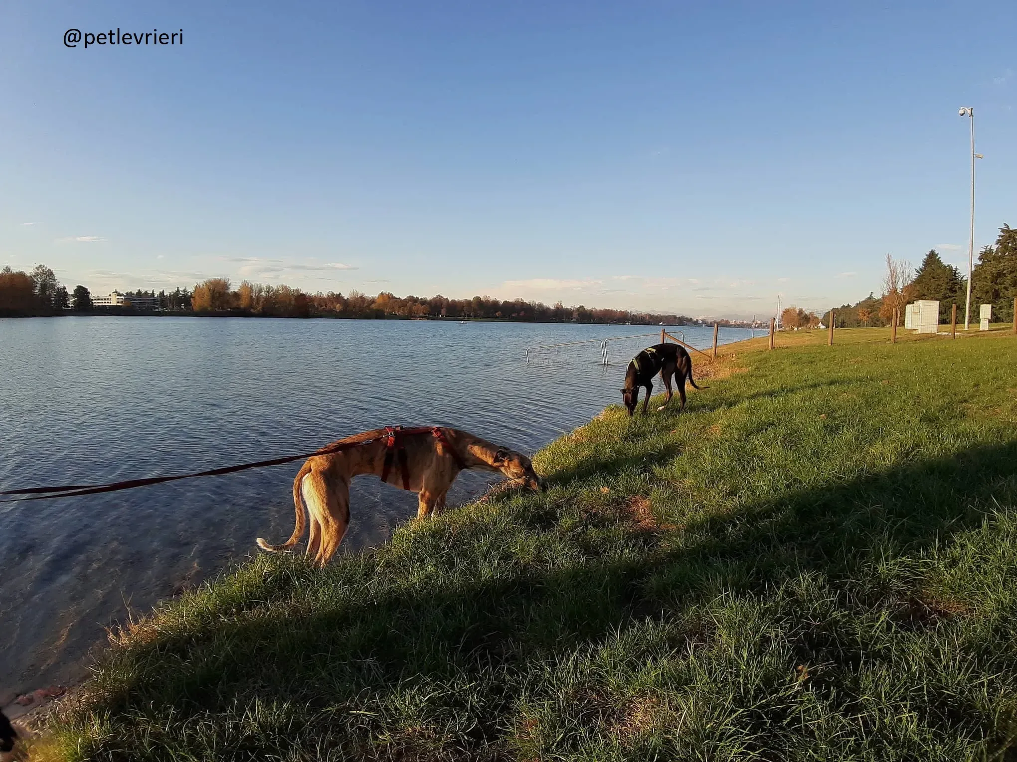 Chubbs Greyhound adozionelevrieri petlevrieri foster 000 7