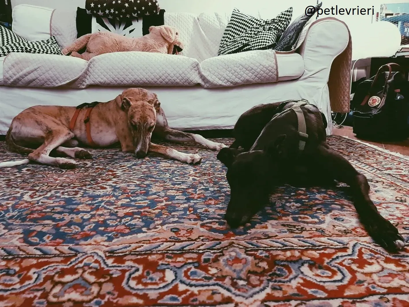 Chubbs Greyhound adozionelevrieri petlevrieri foster 000 8