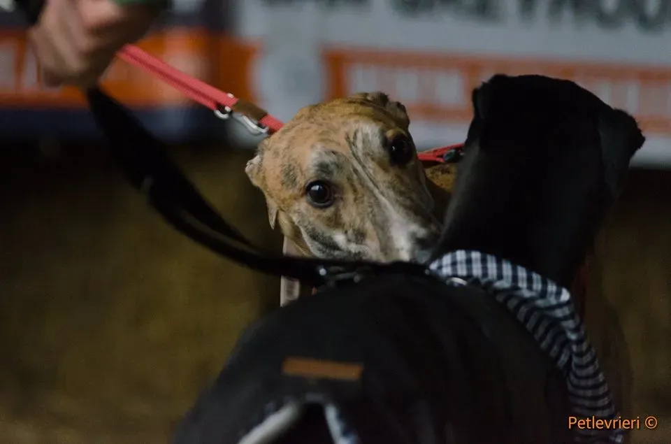Chubbs Greyhound adozionelevrieri petlevrieri foster 000 9