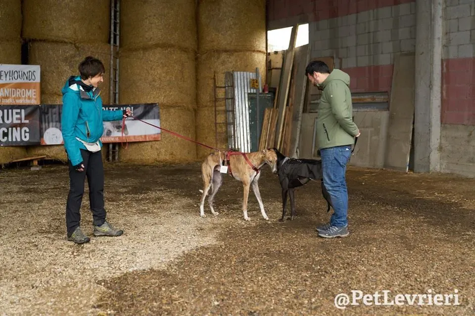 Chubbs Greyhound adozionelevrieri petlevrieri foster 002