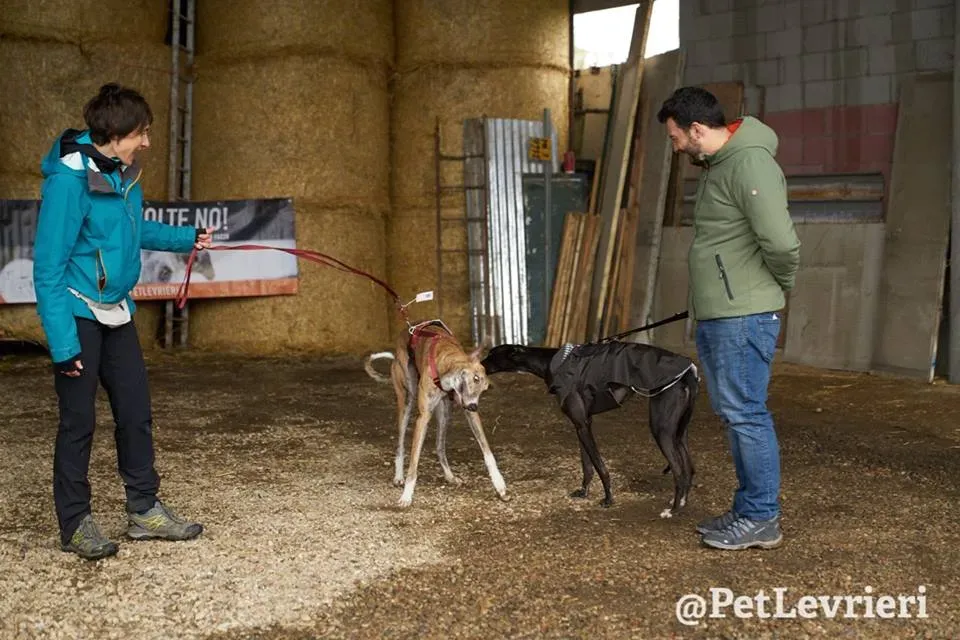 Chubbs Greyhound adozionelevrieri petlevrieri foster 003