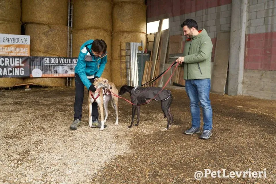 Chubbs Greyhound adozionelevrieri petlevrieri foster 004