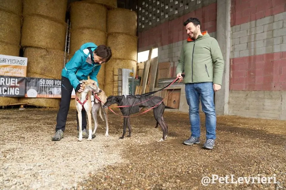 Chubbs Greyhound adozionelevrieri petlevrieri foster 005